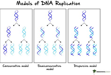 is dna replication conservative or semiconservative